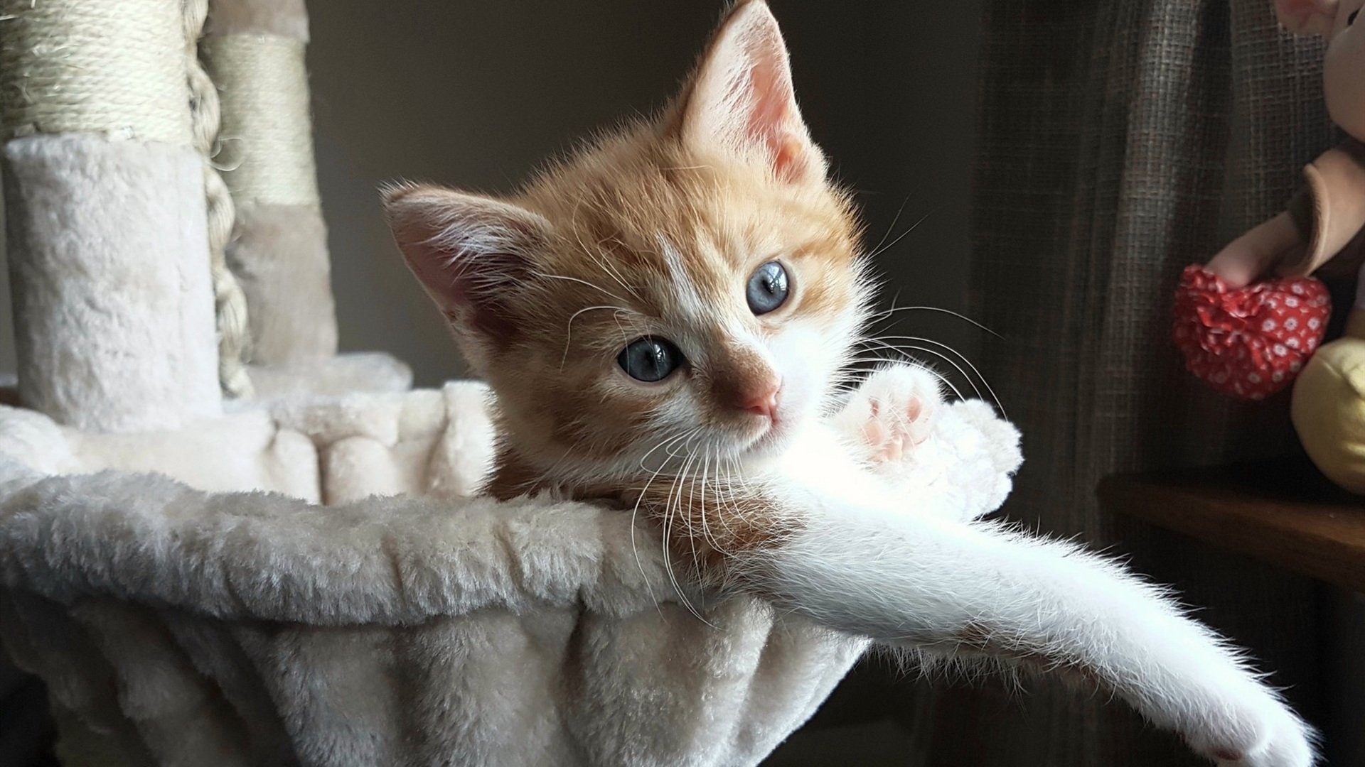 中国五人制国家队备战亚洲杯小组赛,中国五人制足球官网