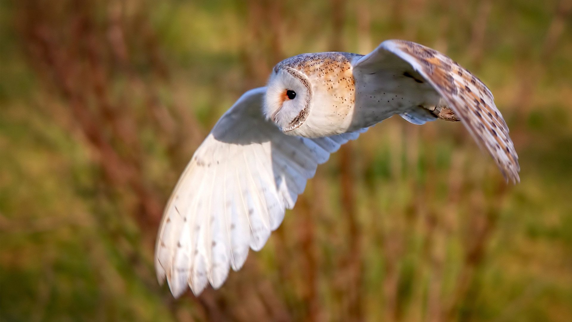 中国超级联赛中锋榜揭晓,谁才是绿茵射手王?,中国俱乐部超级联赛