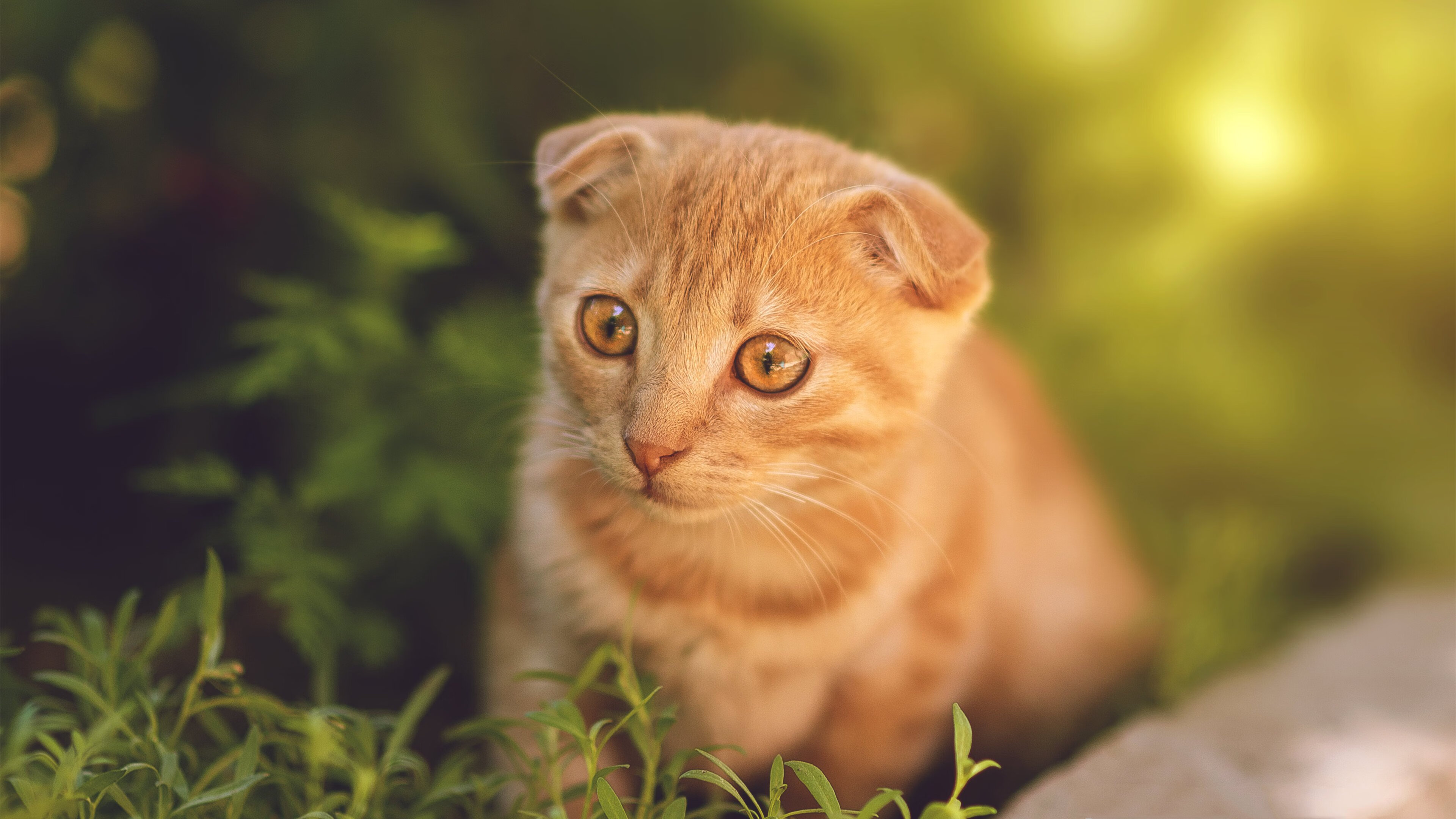 九游登录中心-意大利在国家联赛中1-1战平比利时，双方各取一分。，意大利2-1比利时 半决赛将战西班牙