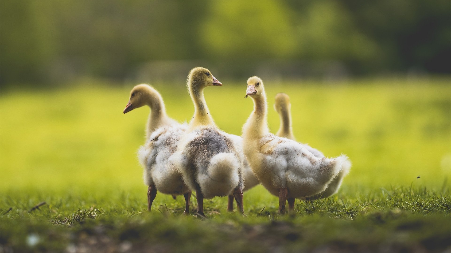 九游下载安装-数字化青训“全场景+全维度”管理平台在行业中逐步普及，行业迈入智能新时代