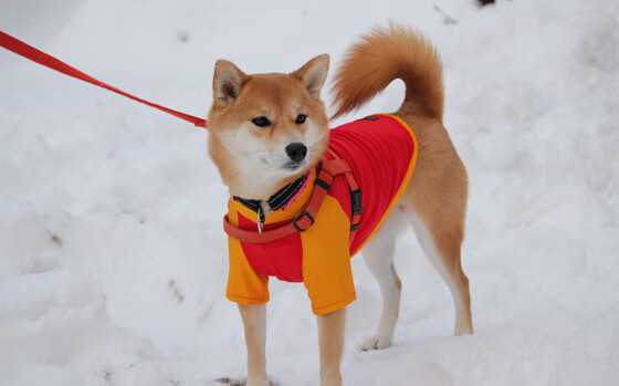 比赛亮点:李磊贡献3次盖帽,守住最后防线!,竞走李磊视频