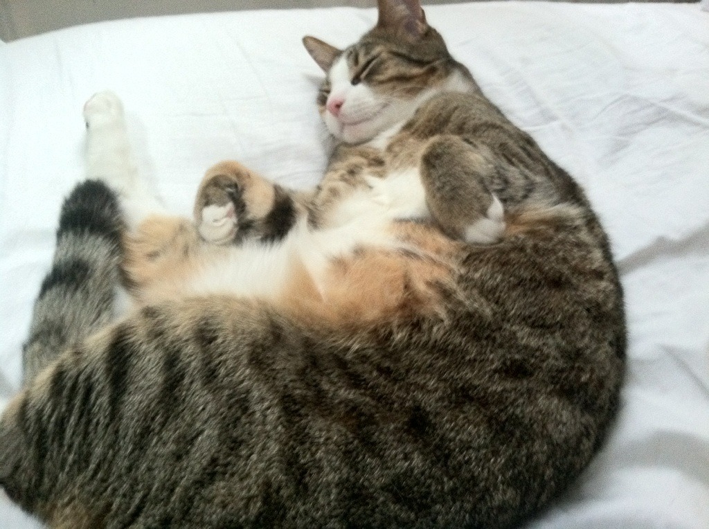 Jiuyou-逆境应对：车队如何逆转赛局，车队赛怎么玩