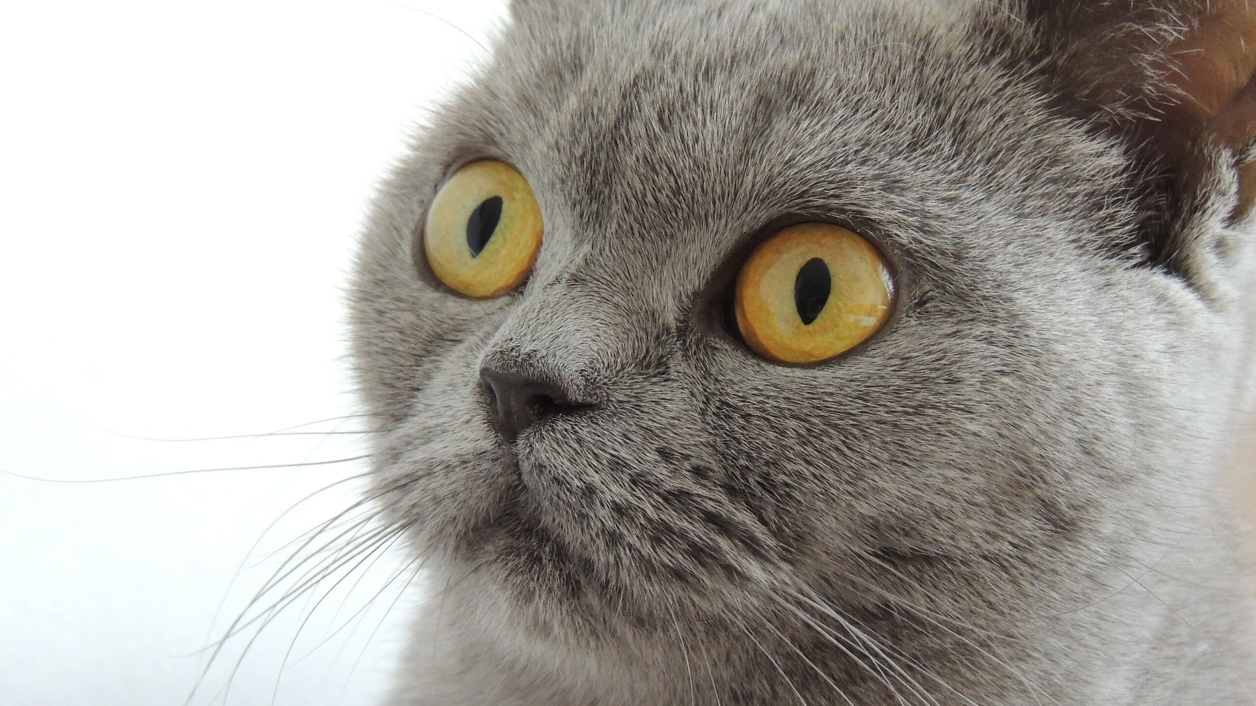 九游下载中心-Team Liquid发布年度战略展望，team report