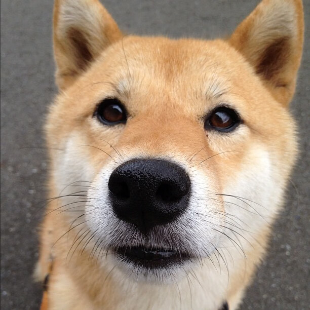 卫冕冠军压力山大,亚冠比赛前景未卜,亚冠冠军2021