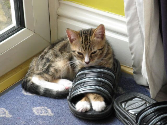 九游登录入口-国米冲击联赛冠军，国米夺冠2021