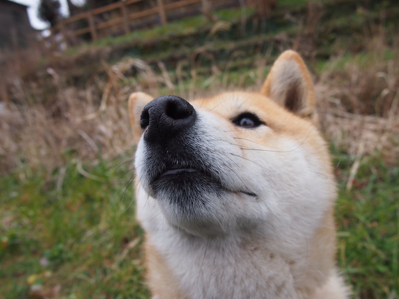 瓦伦西亚主场告捷,晋级看起来乐观,瓦伦西亚 球队