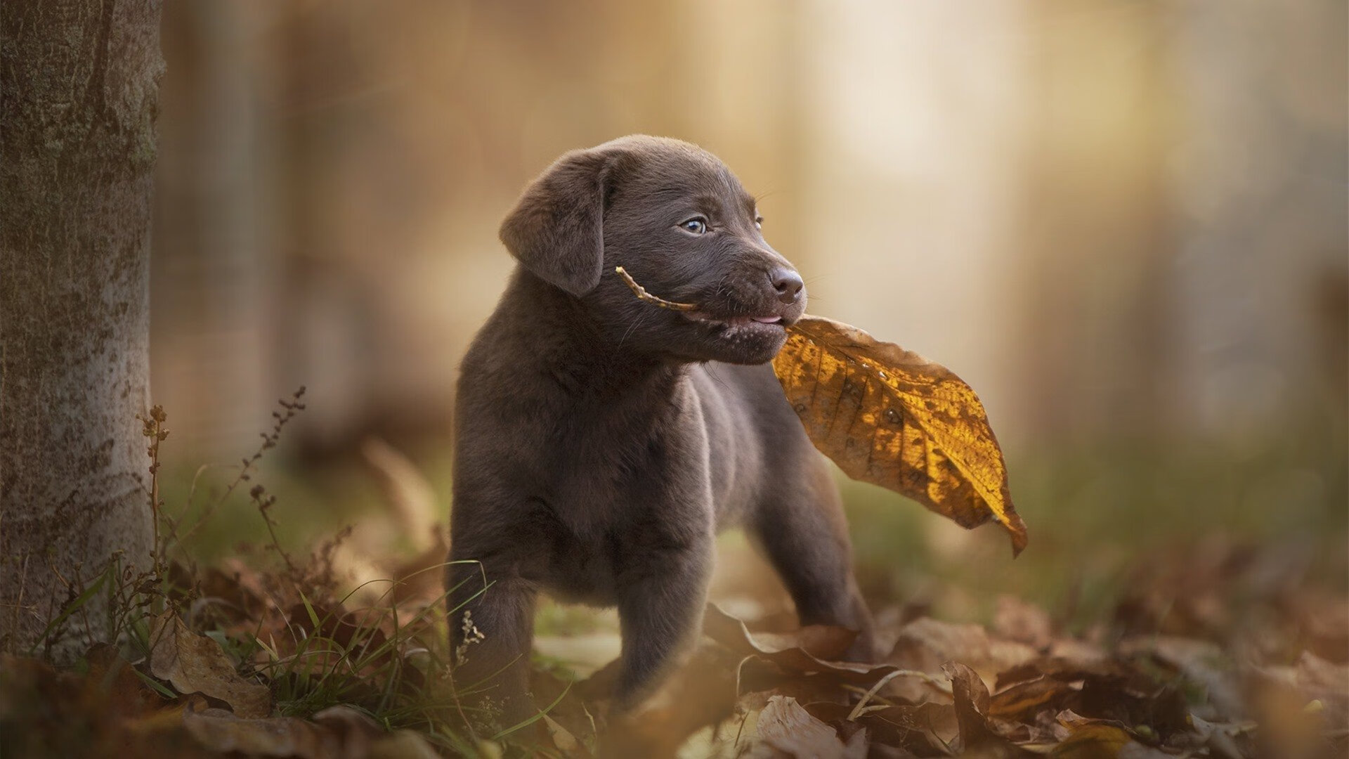 皇马全力奋战,成功晋级欧冠四强,皇马将迎欧冠生死战