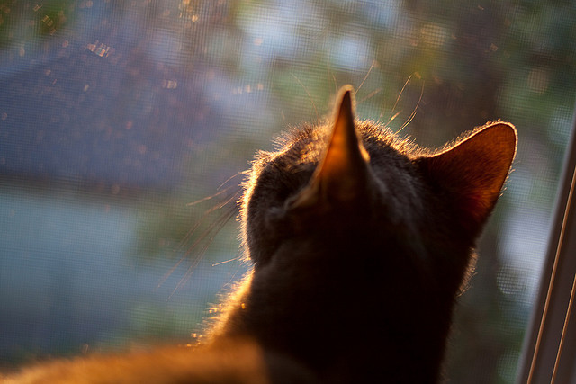 JIUYOU GAMING-篮球国际锦标赛强队相争角逐冠军，国际篮球系列挑战赛