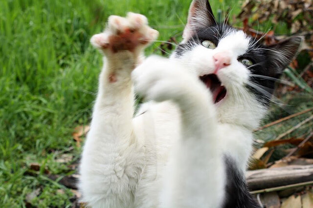 网络直播火爆足球盛况,球迷热情高涨,足球直播流畅