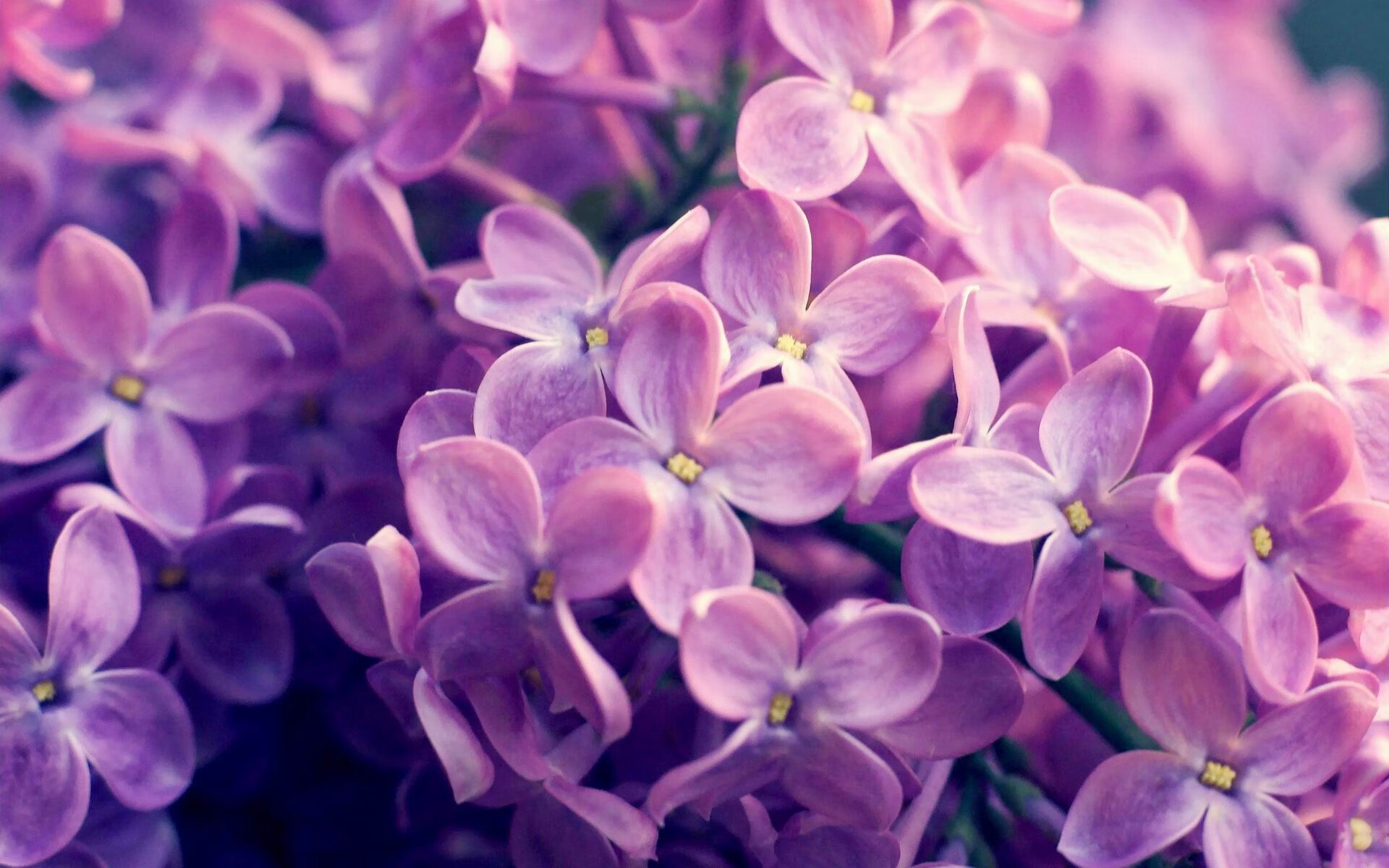 美因茨主场取胜,球队斩获宝贵三分,美因茨换帅