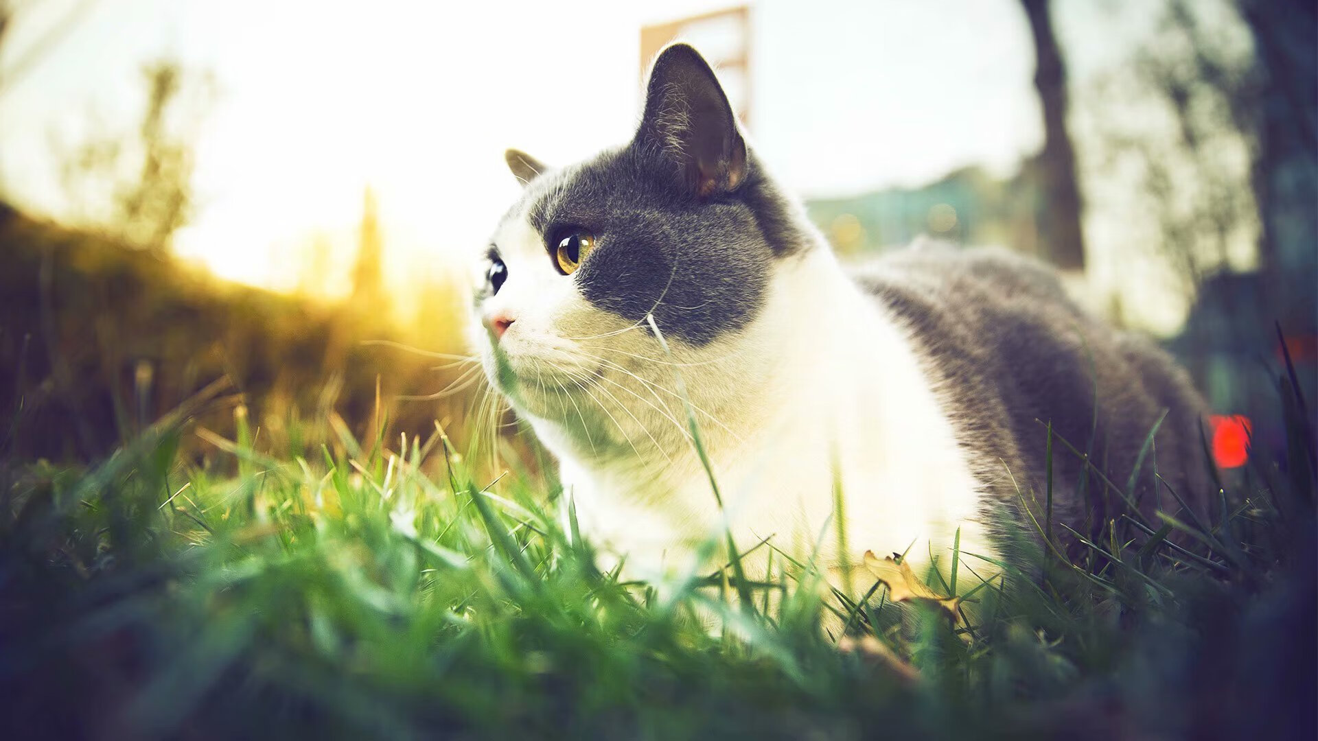 英格兰金牌梦破碎,但赢得尊重,英格兰联赛奖杯