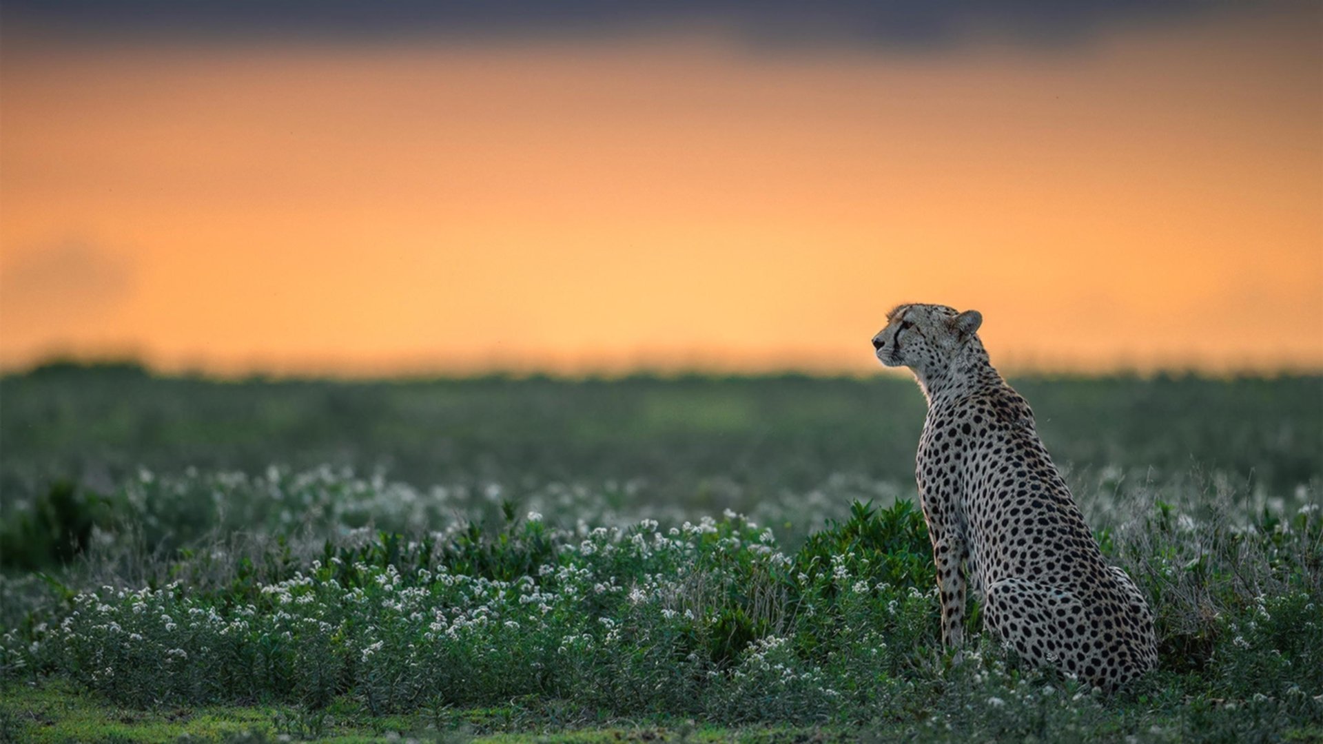 -达西尔瓦成为球队主帅，施展战术一改冷门，西藏队达尔西