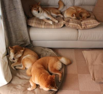 世界定向越野锦标赛中国队多项夺金,世界大师定向越野锦标赛