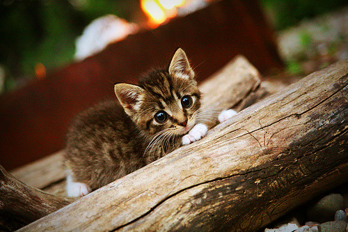 中国篮球联赛数据驱动的战术优化方法研究,中国篮球大数据平台官网