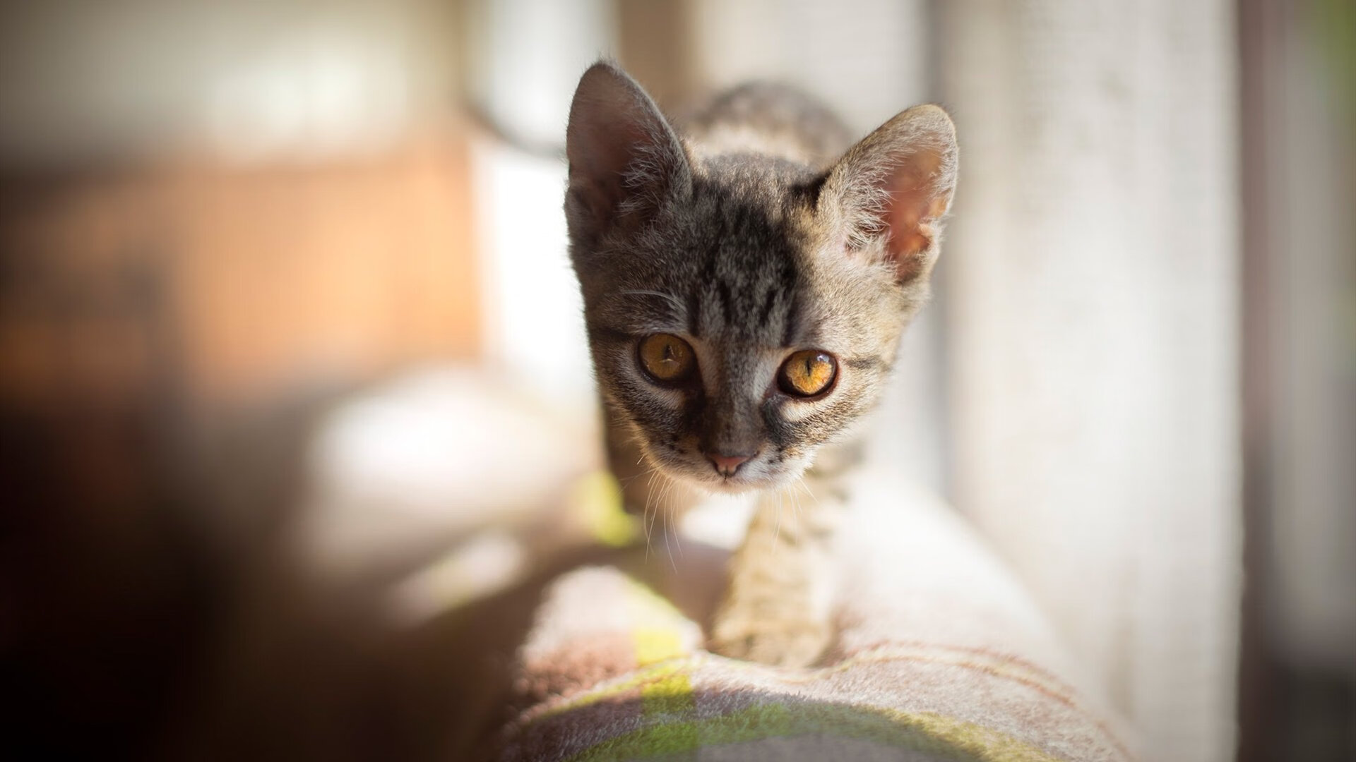 九游9游-德甲球队集成AI视频分析系统定位中后场传接失误规律，德甲转播技术