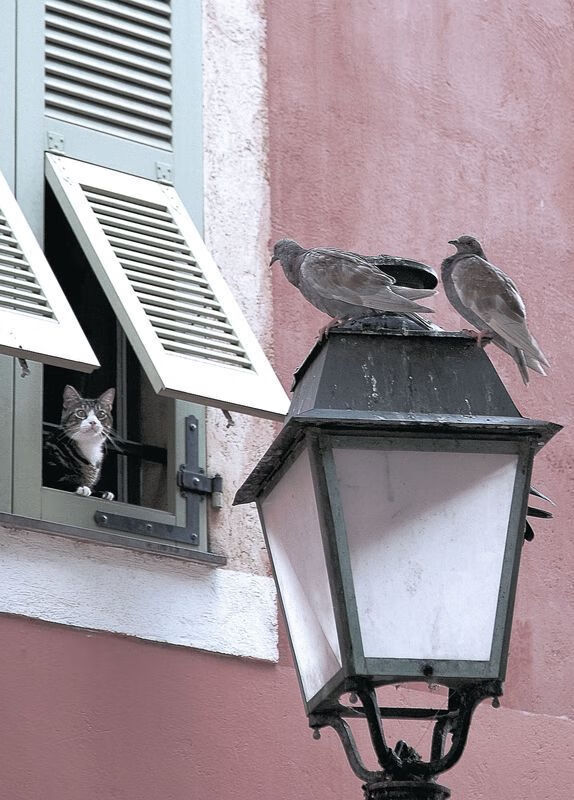 德甲球队集成AI视频分析系统定位中后场传接失误规律,德甲转播技术