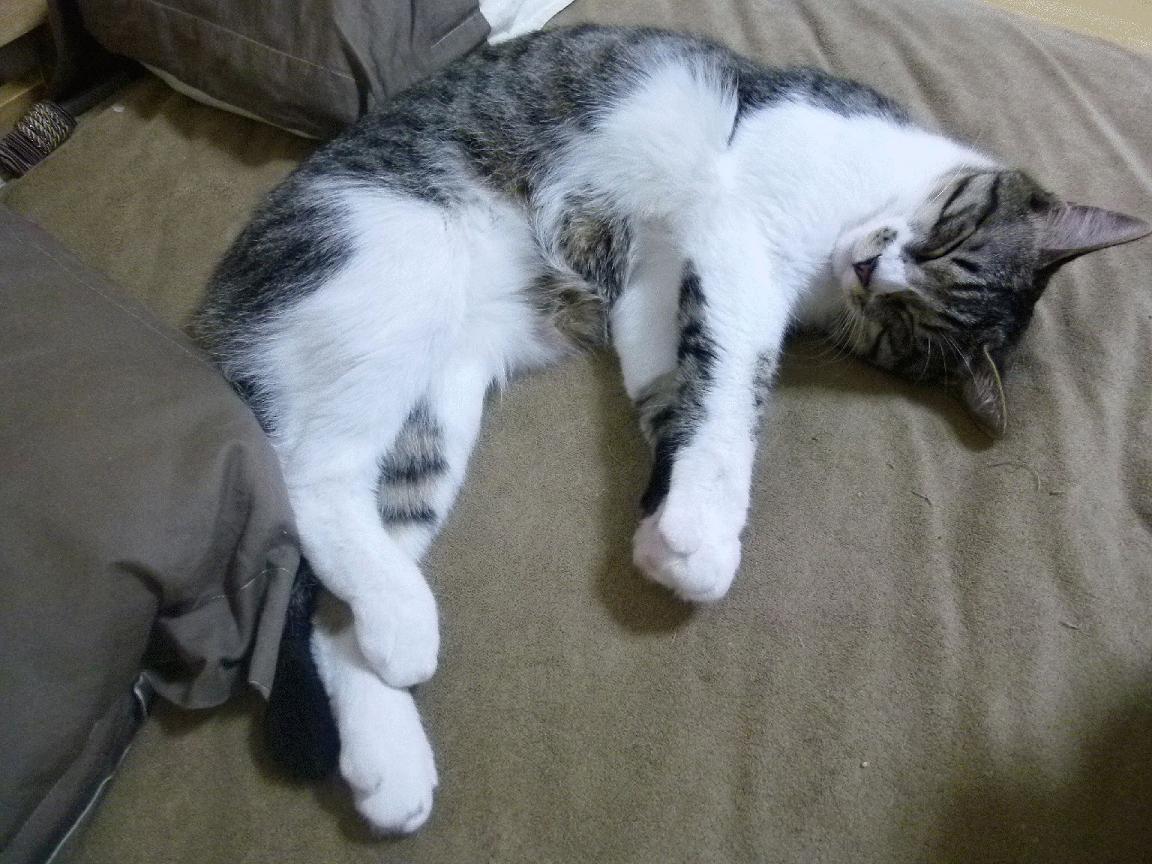 体育新闻中心构建面向国际的赛事快讯发布机制,体育新闻_社会新闻_国际新闻