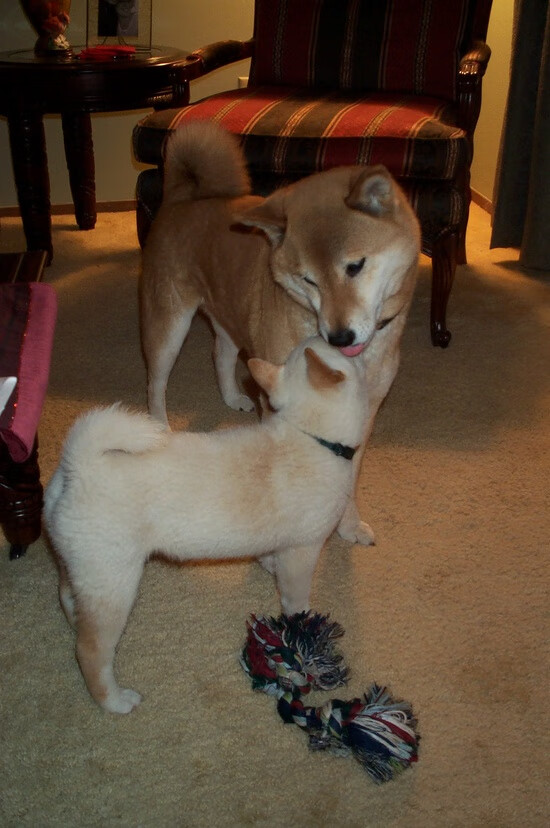 JIU YOU GAME-技术雷达图显示滑行段更为饱满，雷达图滚动