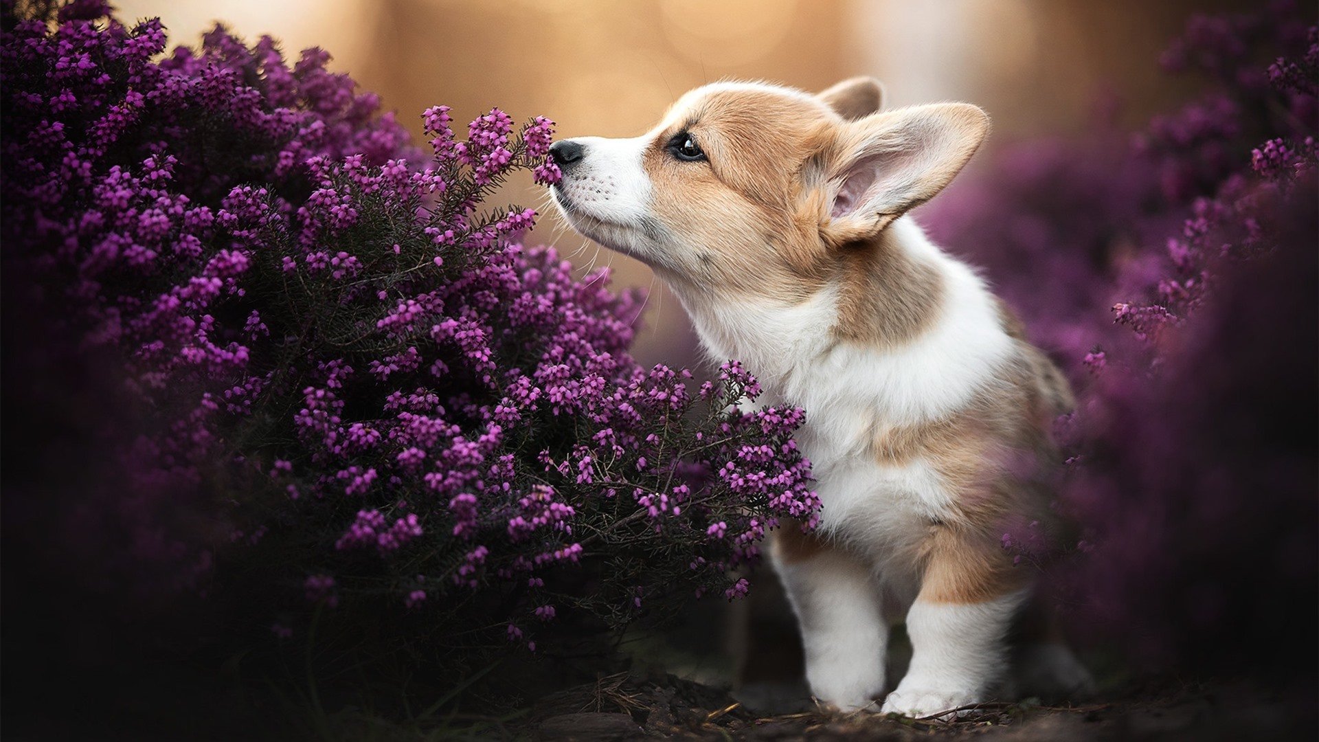 球队是否通过边路连续推进撕裂密集防守线路