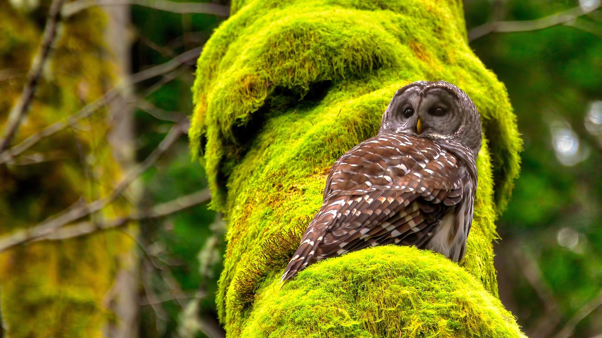 乌干达男篮热门拼搏，寻求跨越历史新高