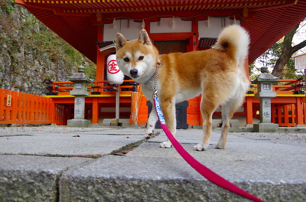 国内裁判培训体系改革全面提升执法专业水平,裁判培训计划