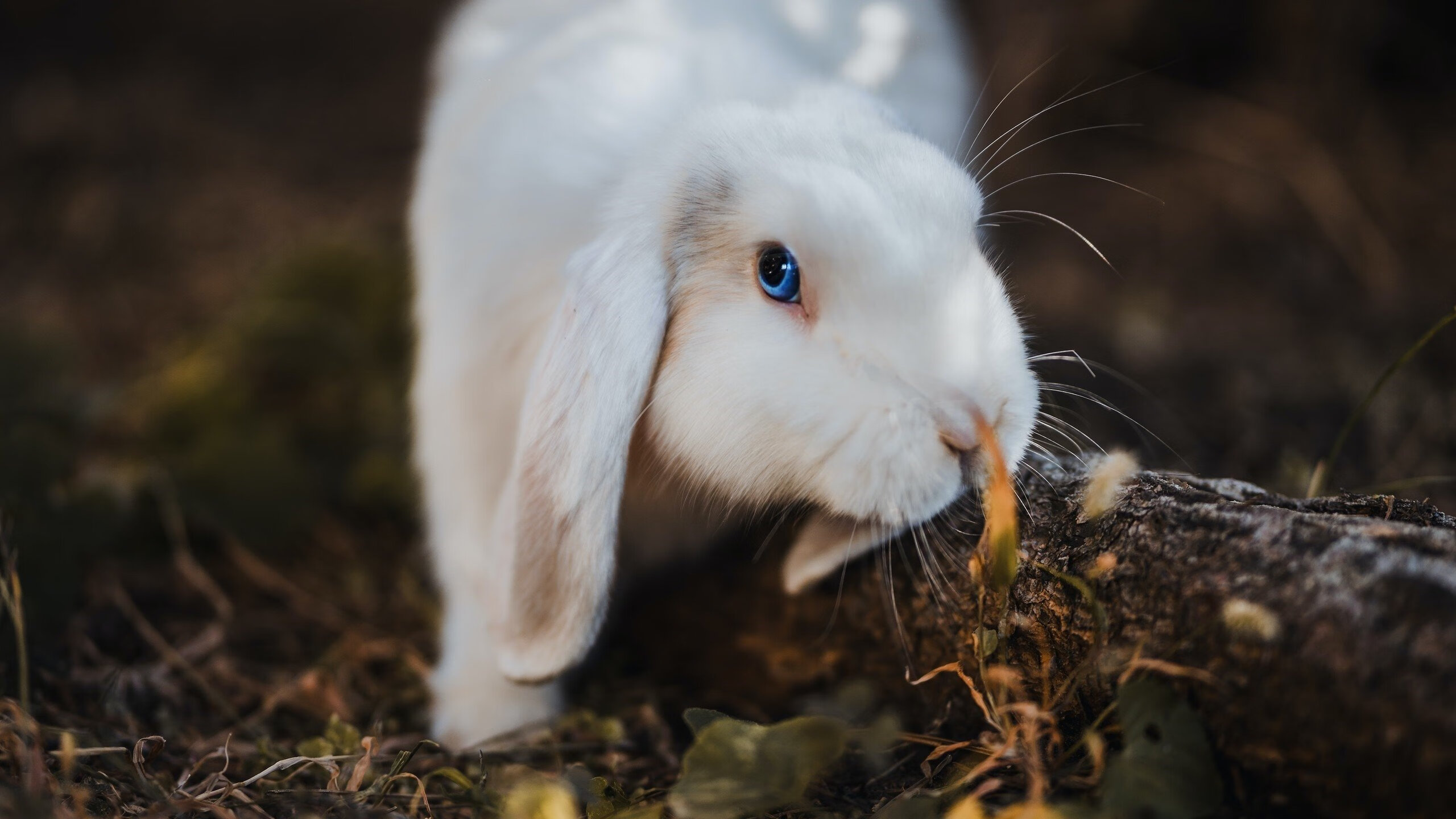 威尔士男队的青训计划未来能否成全球楷模?,威尔士球队介绍