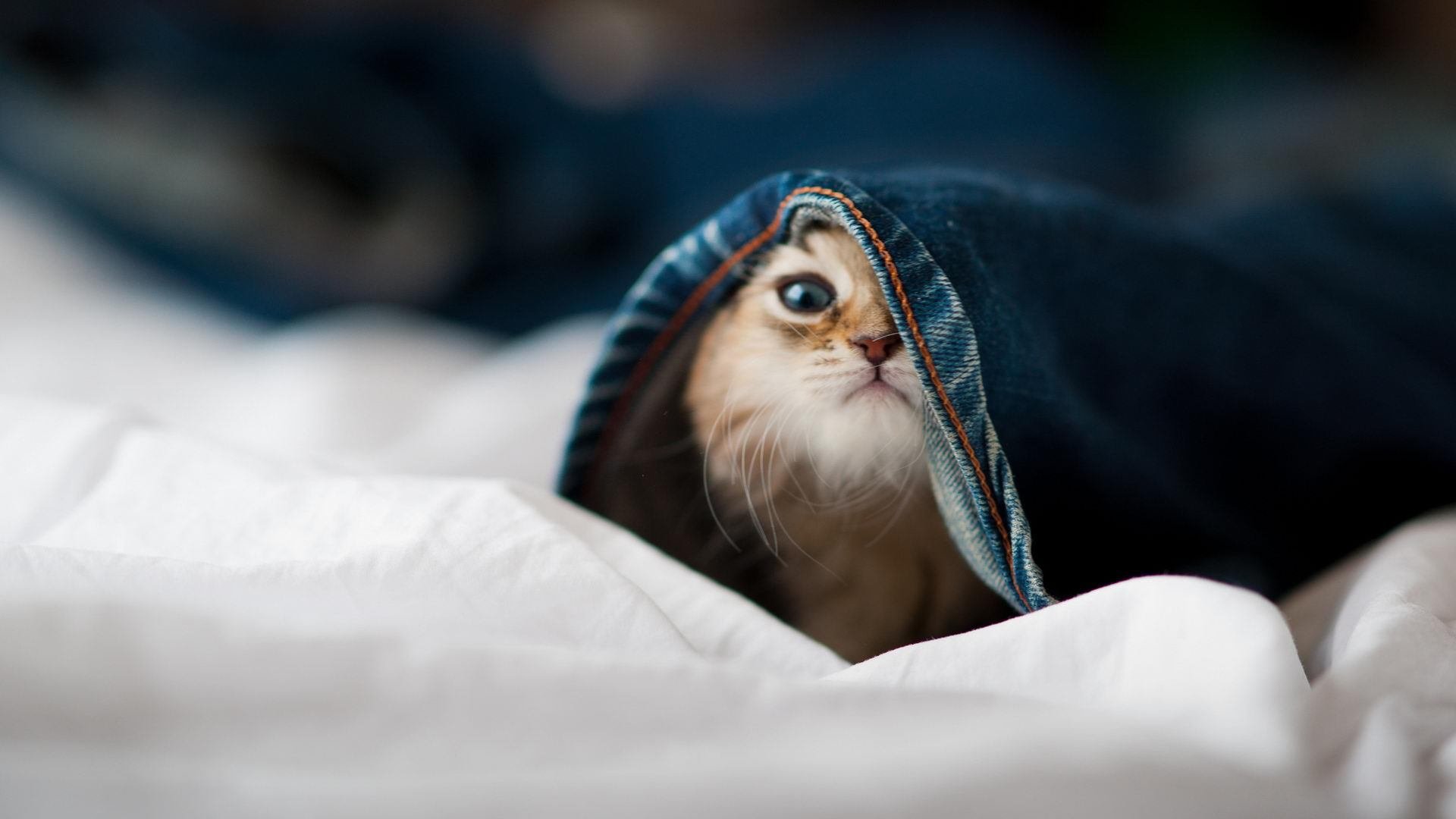 字母哥表示保持防守强度才能持续连胜,字母哥持球进攻