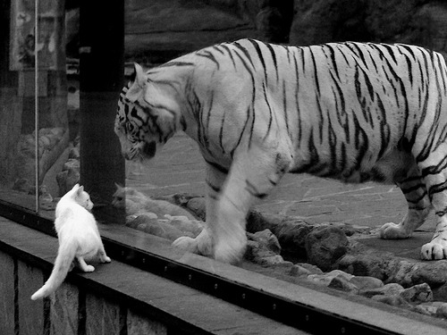 斯洛文尼亚男篮在欧洲锦标赛中大放异彩，夺得金牌，斯洛文尼亚男子篮球队