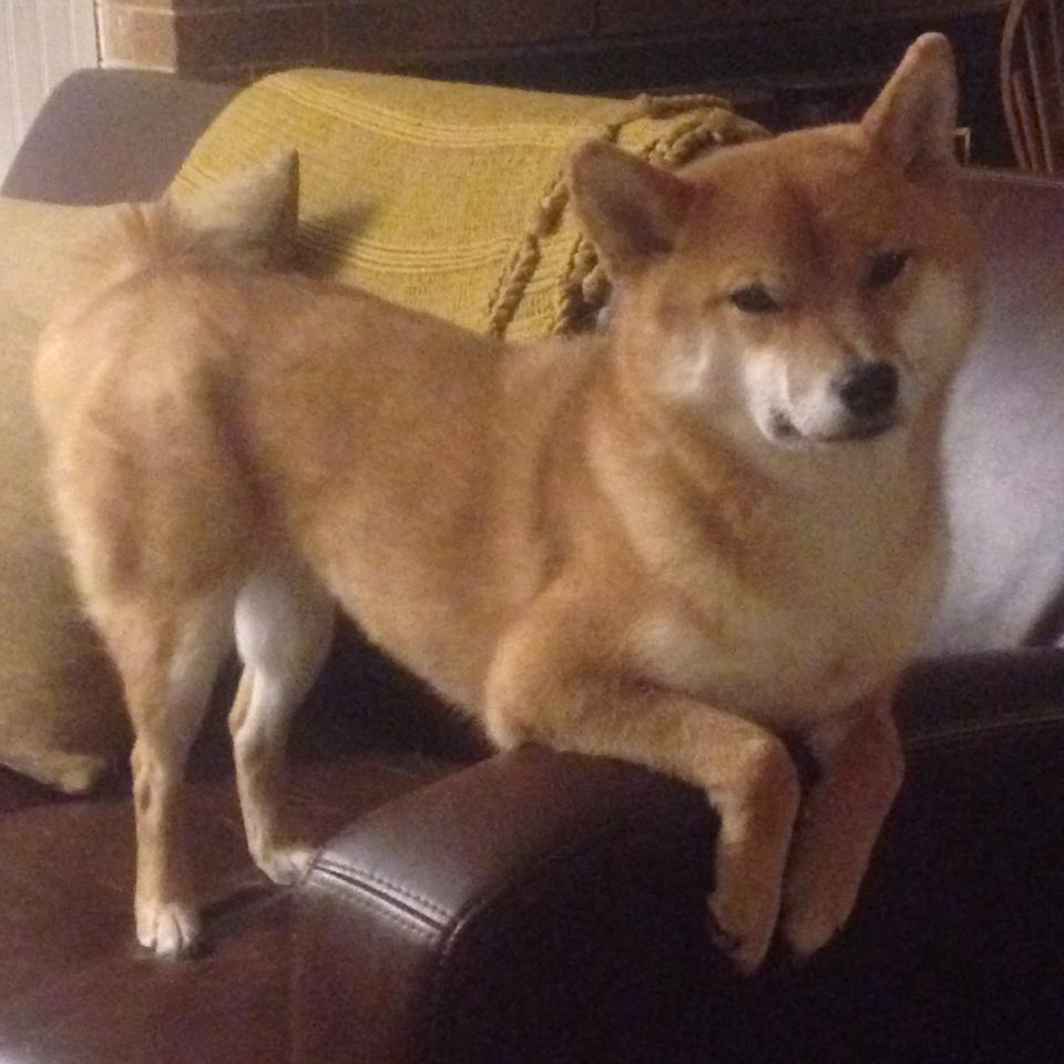 九游娱乐官网 (JIUYOU)-林丹谈羽坛发展称需更多耐心，林丹的羽毛球什么水平