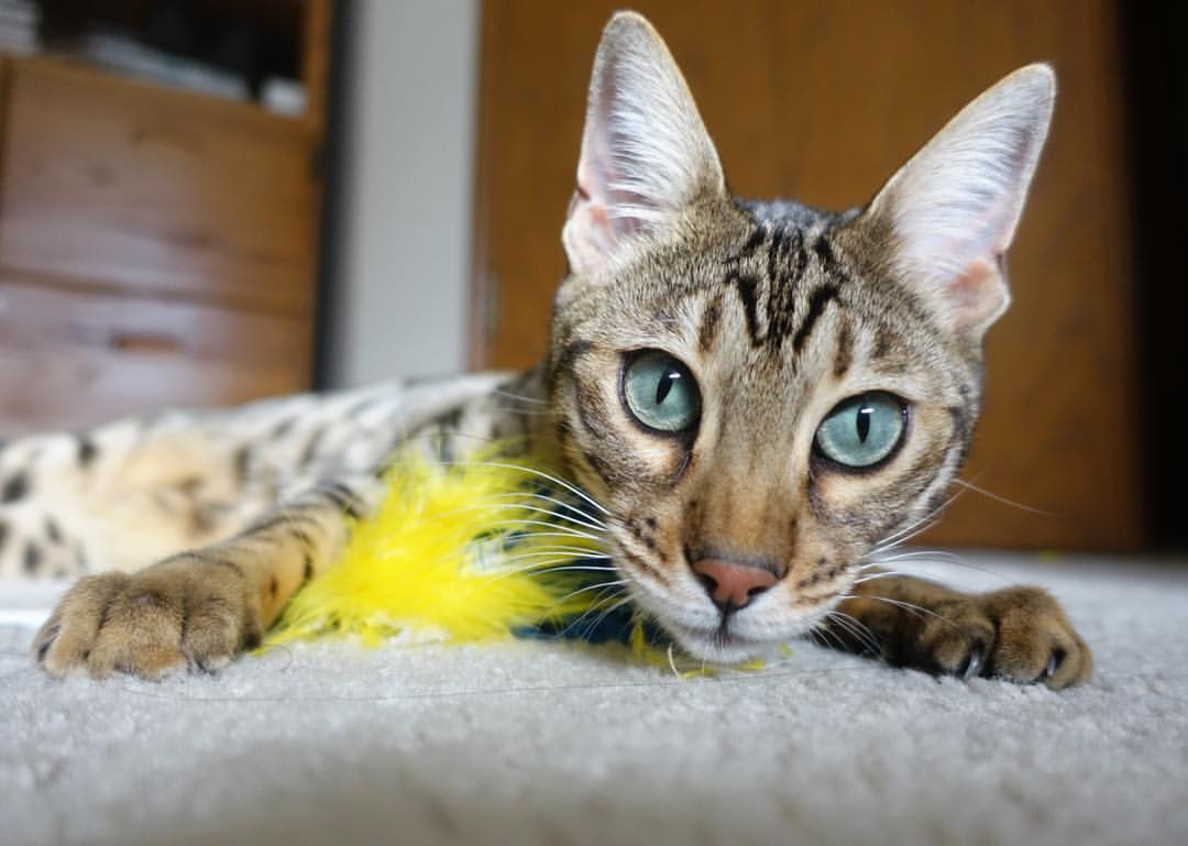 米兰双雄争夺激烈,意甲冠军悬念未解