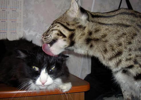 篮球装备技术升级提升运动表现,篮球运动的基本装备