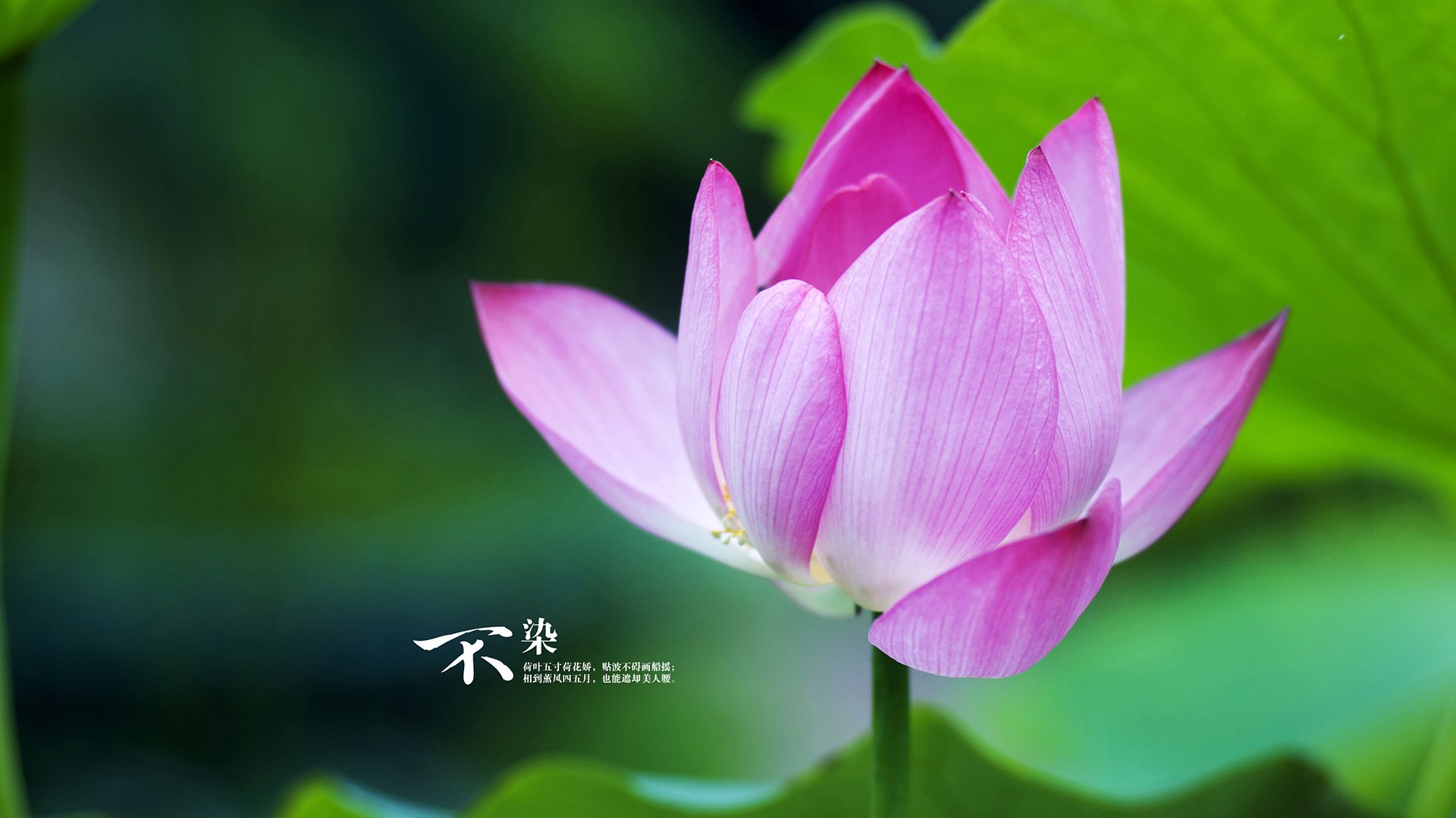 -蛙泳比赛瑞士展现强劲实力，世界蛙泳冠军教学视频